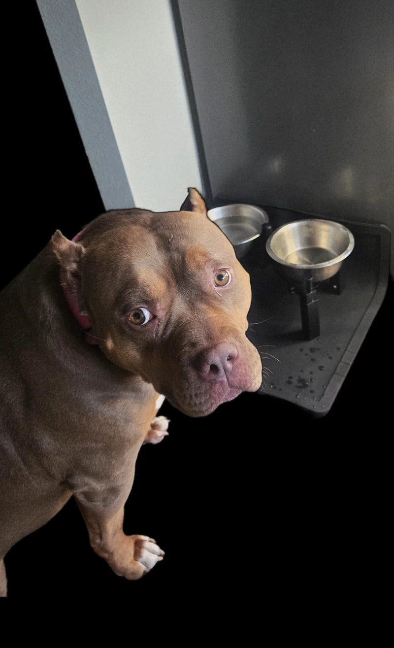 Portable Wolf Pack pet feeding station featuring elevated food and water bowls for dogs