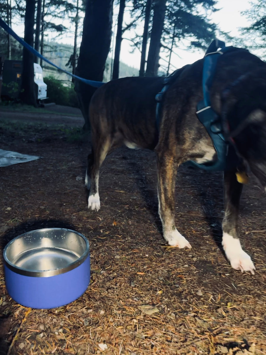 Stainless Steel Dog Bowl in Periwinkle on a forest campsite floor, a customer's brindle dog standing beside it