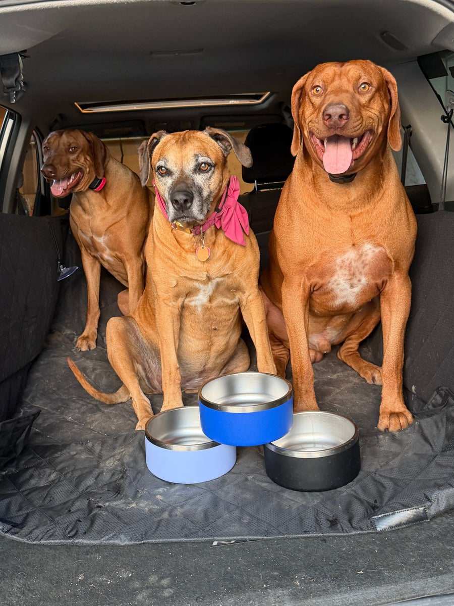 Stainless Steel Dog Bowls from the 3 Pack Dog Bowl Bundle in use at home, shared by a customer