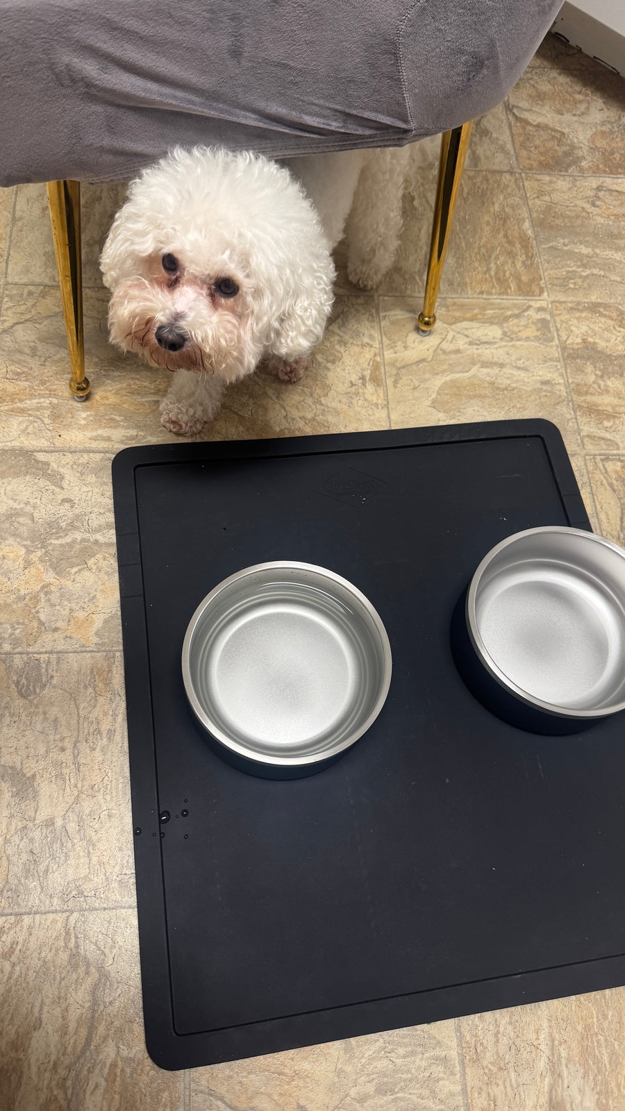 Dual Feeding Setup with two black stainless steel bowls on the black placemat, a customer's bichon waiting nearby