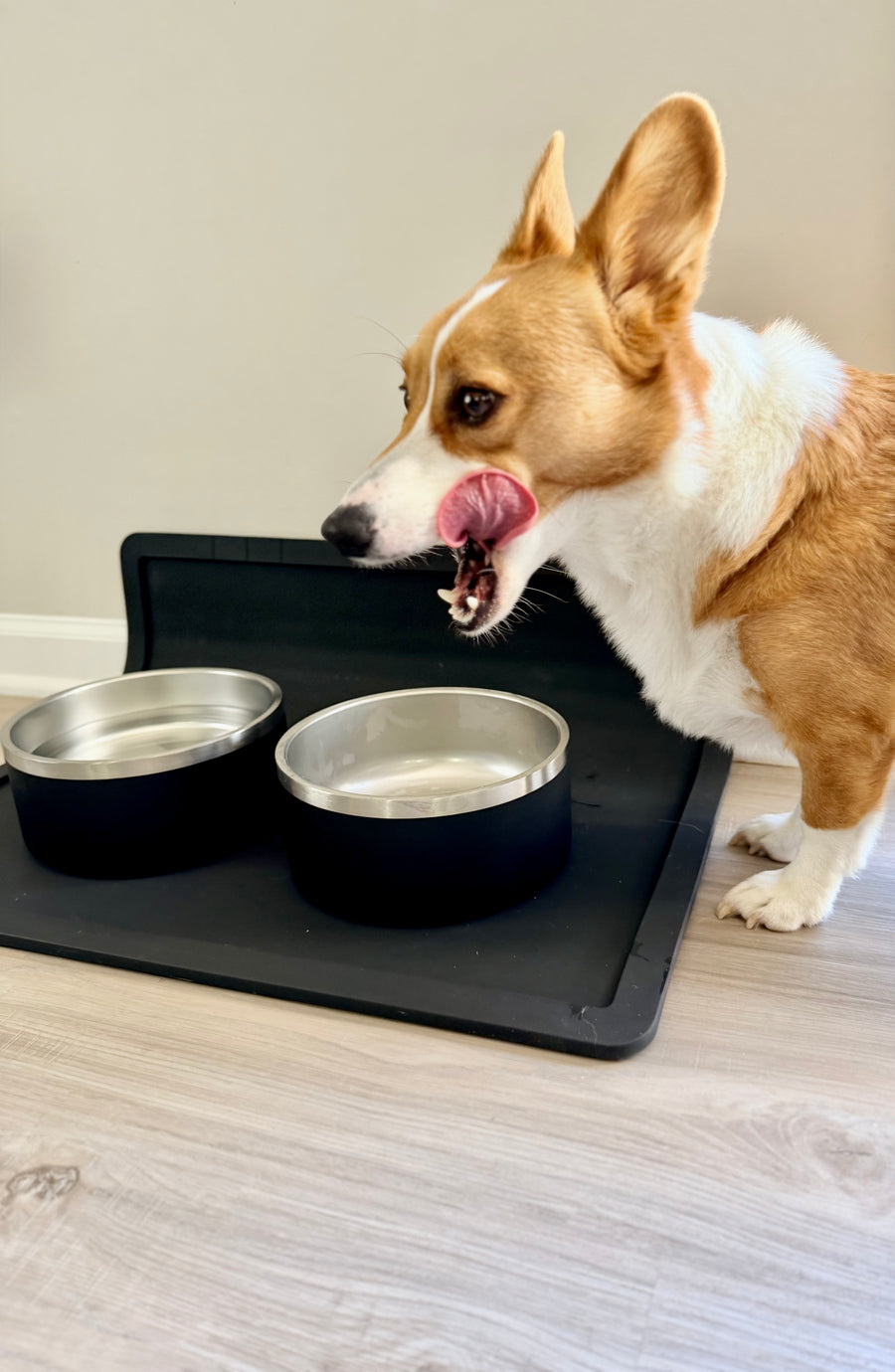 Dual Feeding Setup with two black stainless steel bowls on the black placemat, a customer's corgi licking its lips beside them