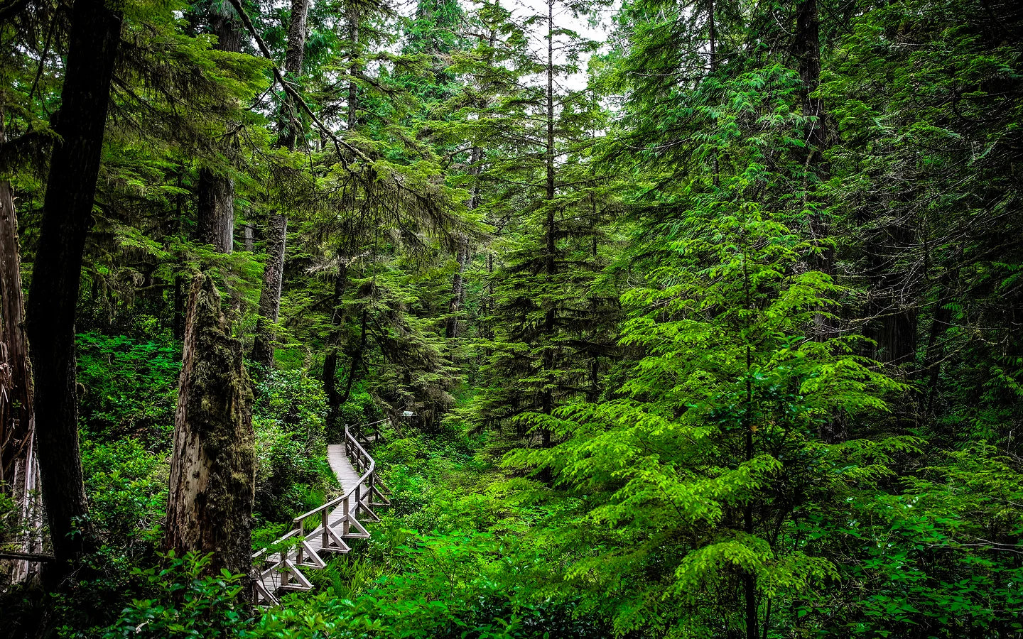 Lush green forest trail with wooden boardwalk path through towering pine trees — Wolf Woman Essentials Our Story page hero image.