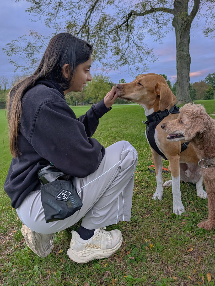 Waste Wrangler Pro in Black worn on the hip by a customer kneeling in the park with her two dogs at dusk