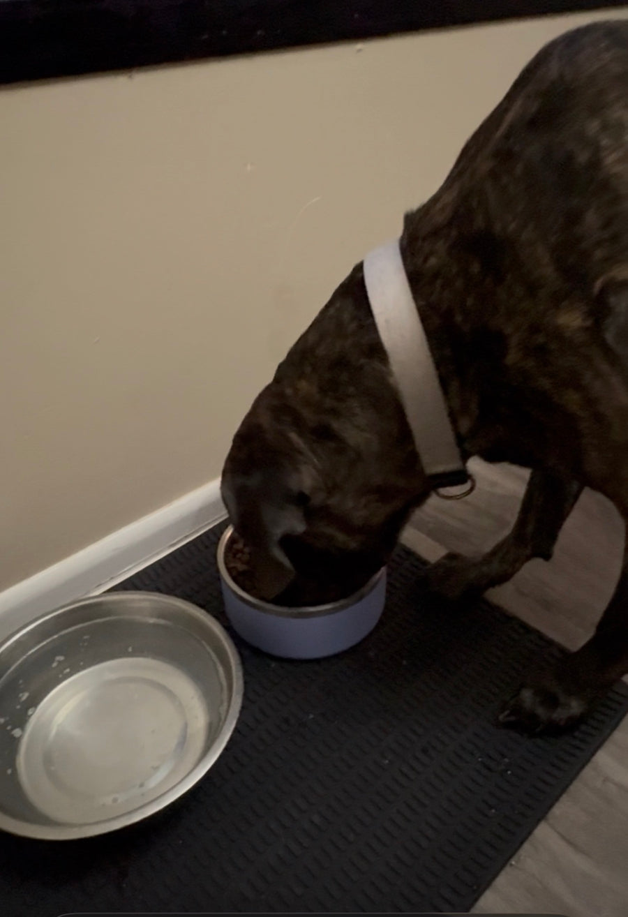 Single Feeding Setup with a Periwinkle stainless steel bowl on the black placemat, a customer's brindle dog eating dinner