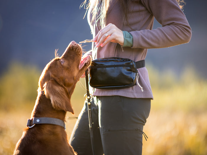 Woman rewarding brown dog with treat using Wolf Woman Essentials black modular treat and phone pouch on waist outdoors