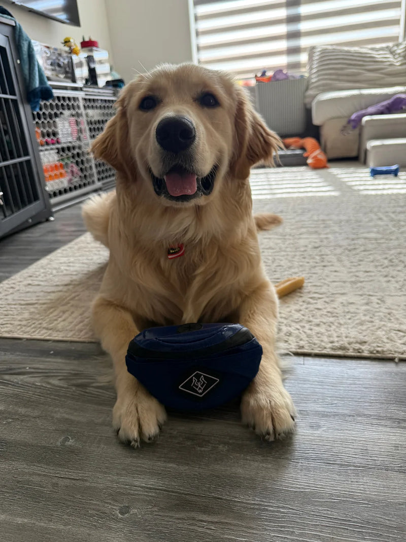 Golden Retriever with a Wolf Pack treat pouch during an indoor dog training session