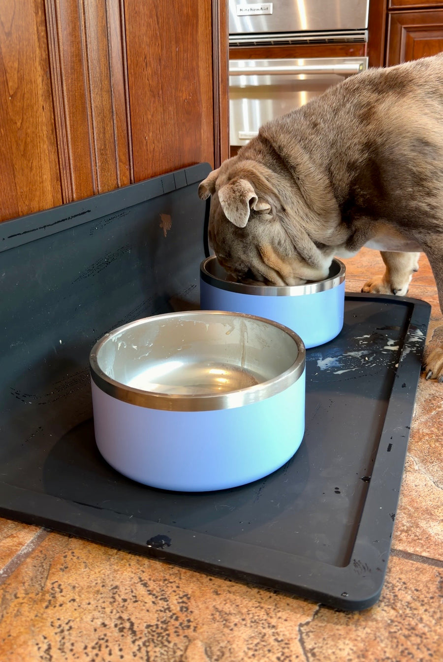 Dual Feeding Setup with two Periwinkle stainless steel bowls on the black placemat, a customer's bulldog eating from one bowl in the kitchen
