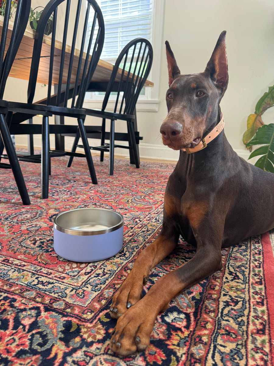 Stainless Steel Dog Bowl in Periwinkle on a patterned rug at home, a customer's red Doberman lying beside it