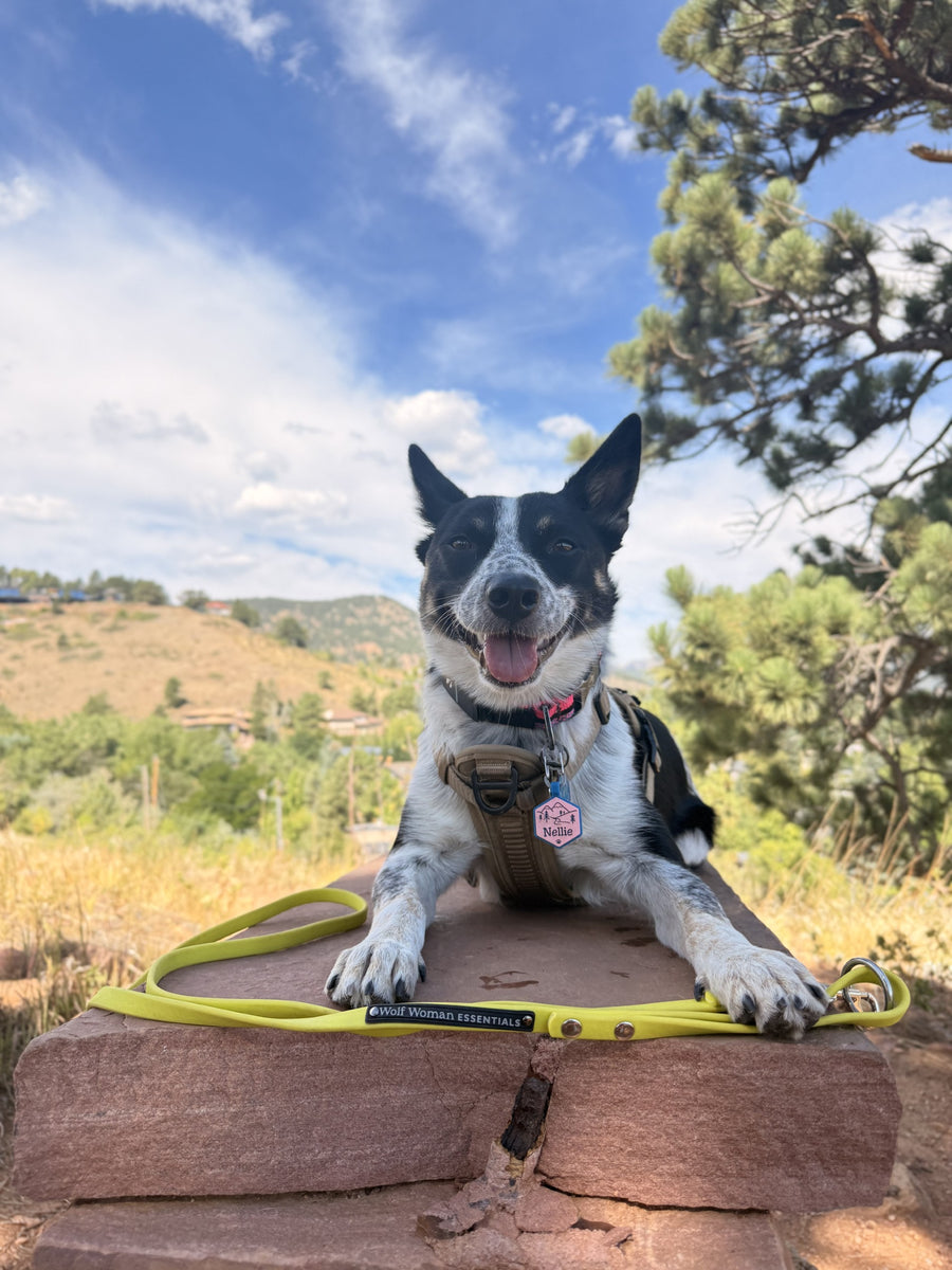 Eco Performance Leash in Lime laid across a red rock ledge in front of a customer's smiling cattle dog on a sunny foothills trail