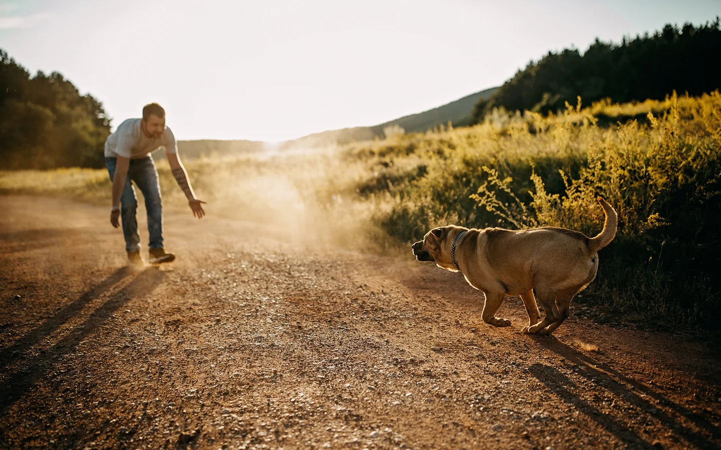Dog running back toward its owner across during recall training