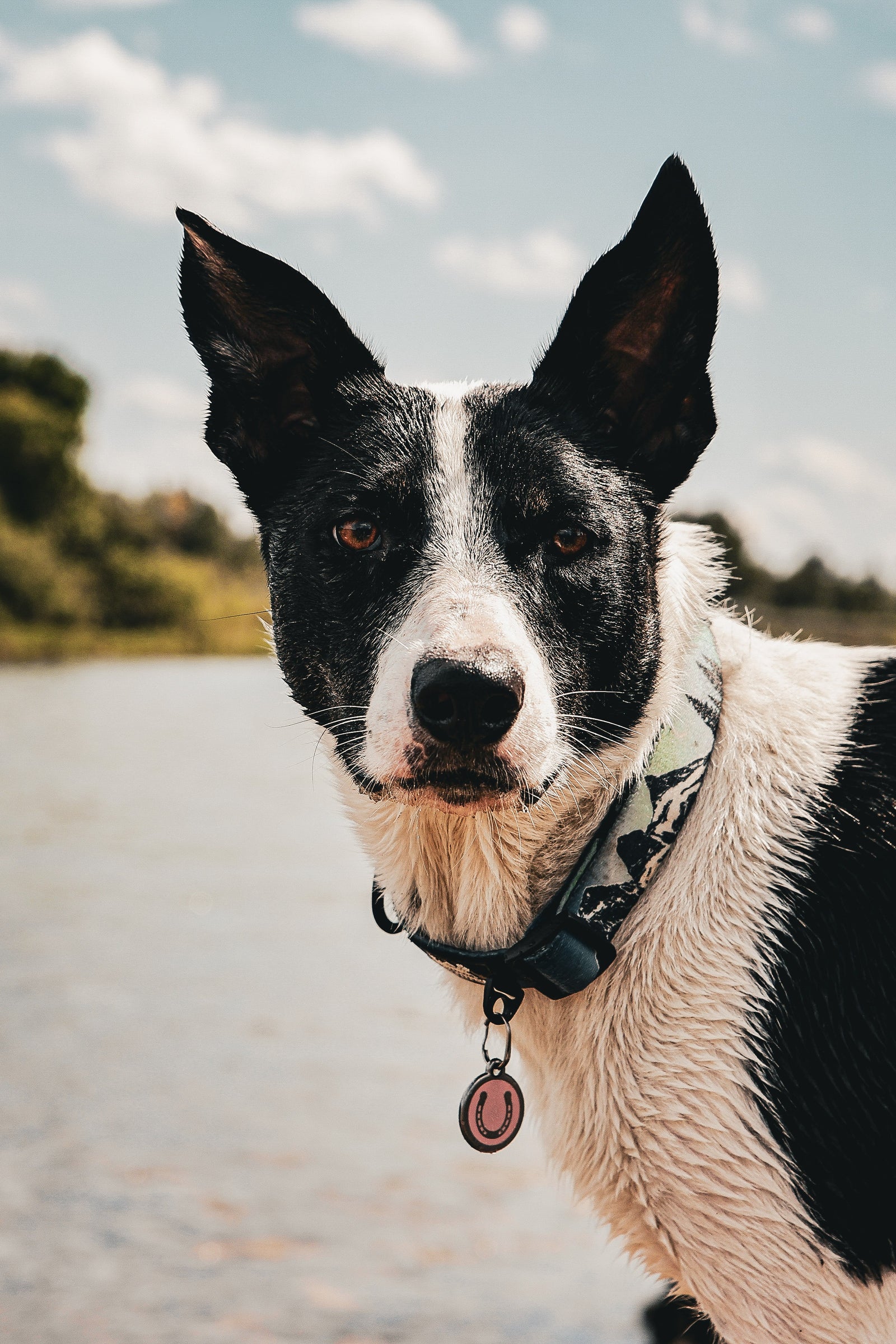 Jessie, wet from a river swim, looking directly at the camera