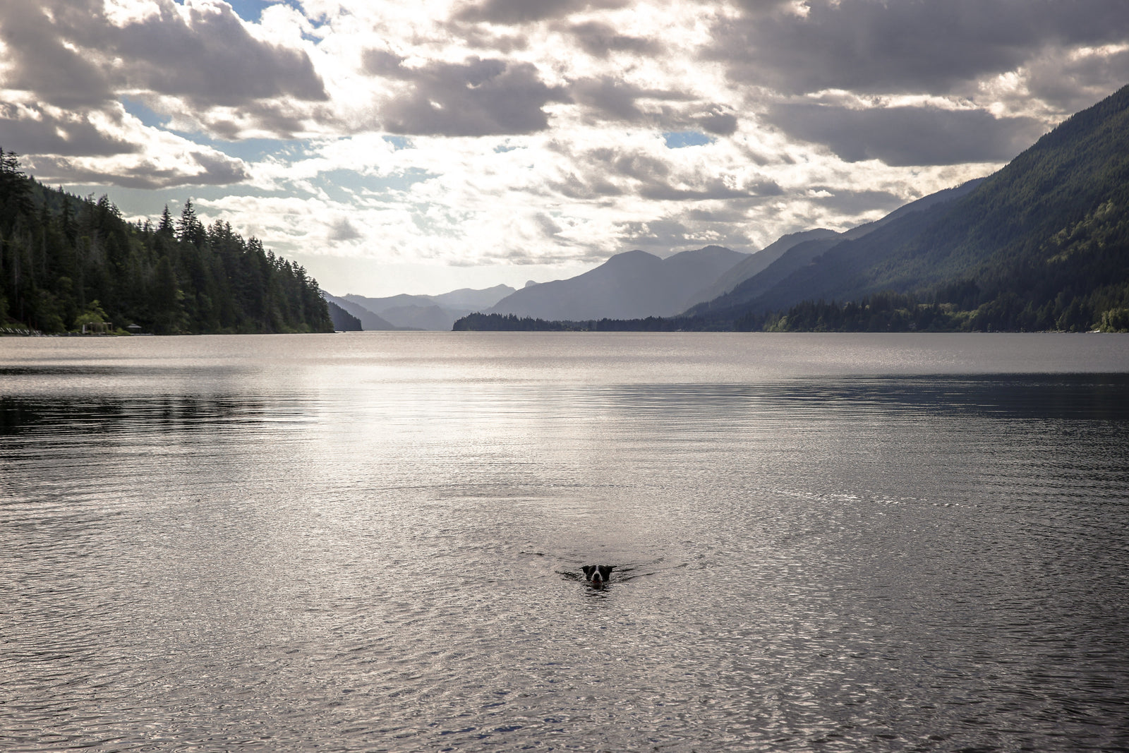 Jessie swimming across a vast mountain lake, a small determined head in a huge landscape