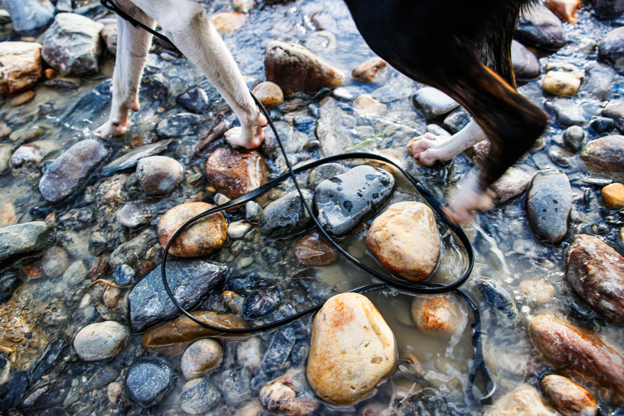 Close-up of Jessie’s paws crossing a rocky creek, leash trailing through the water