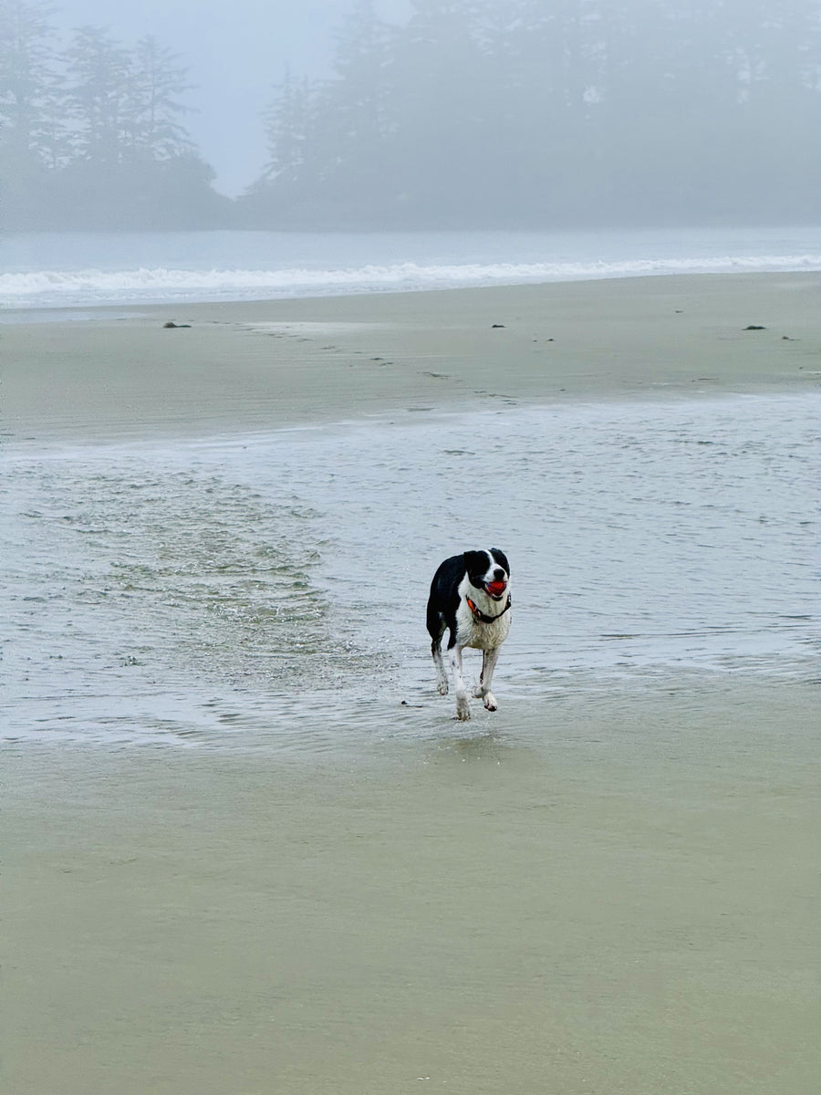 Jessie running through shallow water on a foggy beach, orange ball in her mouth