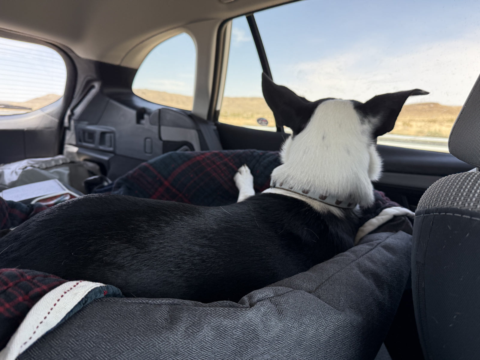 Jessie in her nest of blankets in the back of the car, watching the desert roll past