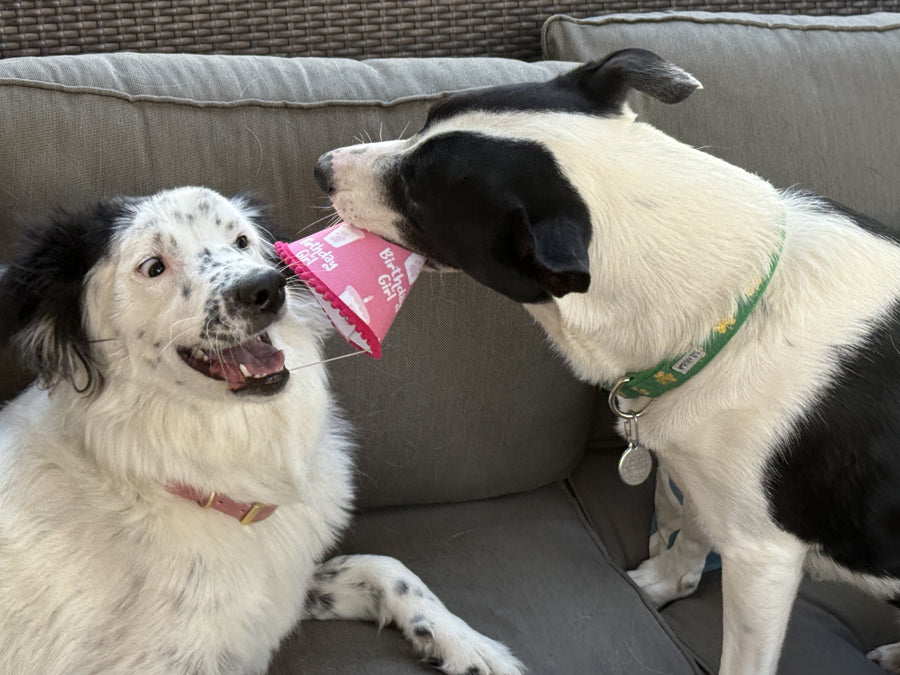 Jessie eating her best friend Delilah’s pink Birthday Girl party hat while Delilah looks on in alarm