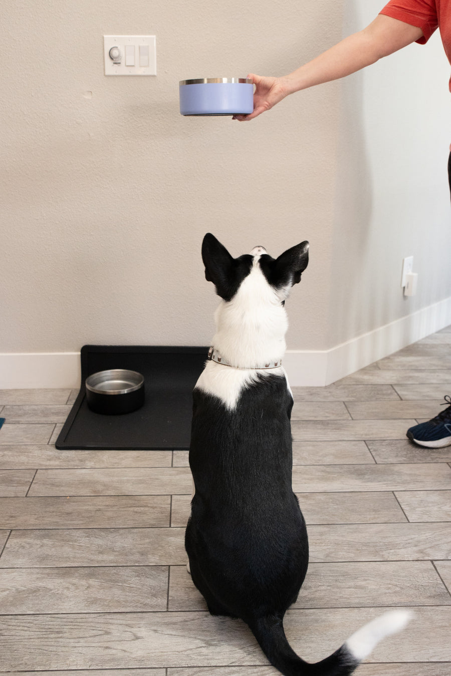 Jessie sitting at attention as her periwinkle dinner bowl arrives, black water bowl on the placemat behind her