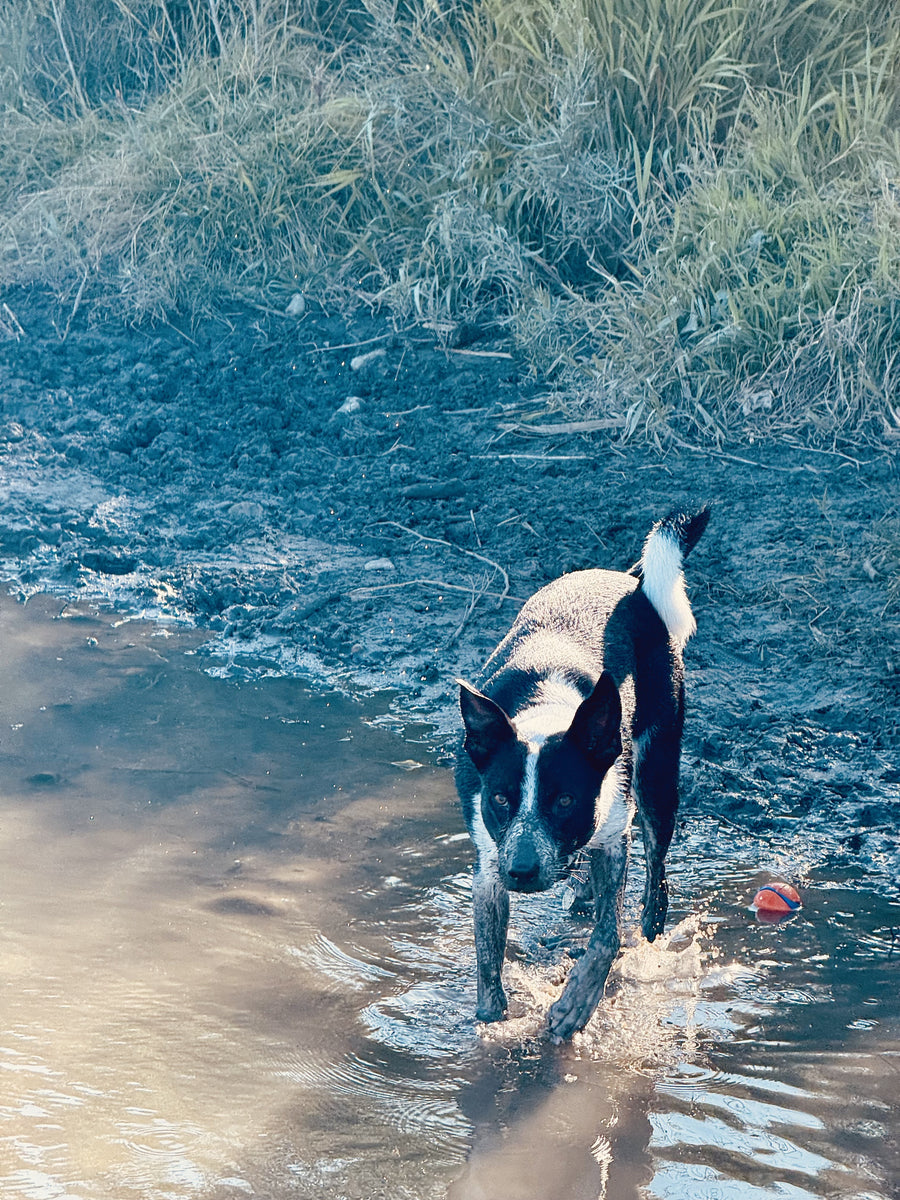 Jessie caked in mud to the shoulders, wading out of a muddy bank