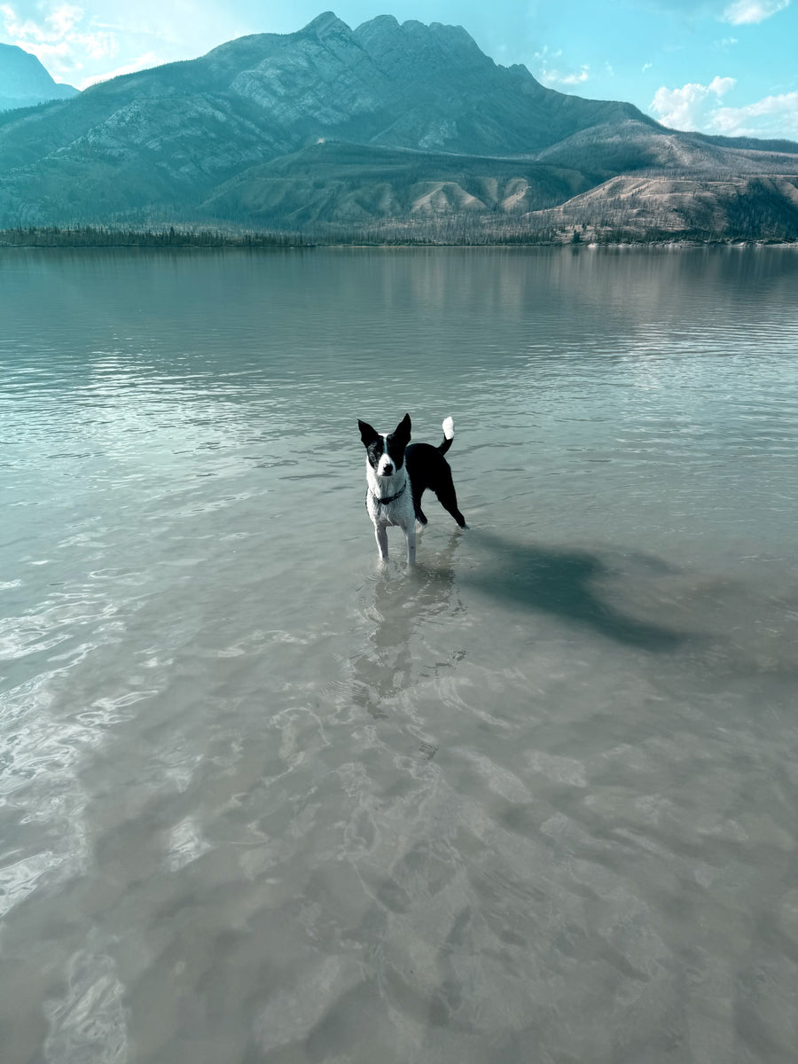 Jessie standing in the glassy shallows of a Jasper lake, mountains behind her