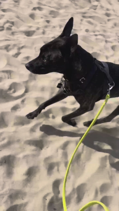 Eco Performance Leash
