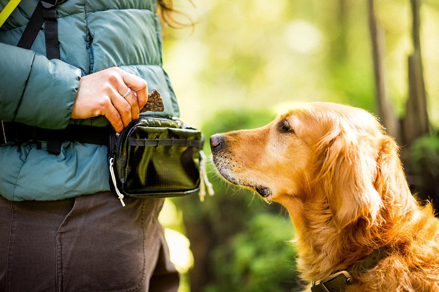 Dog owner using a treat pouch accessory during a walk