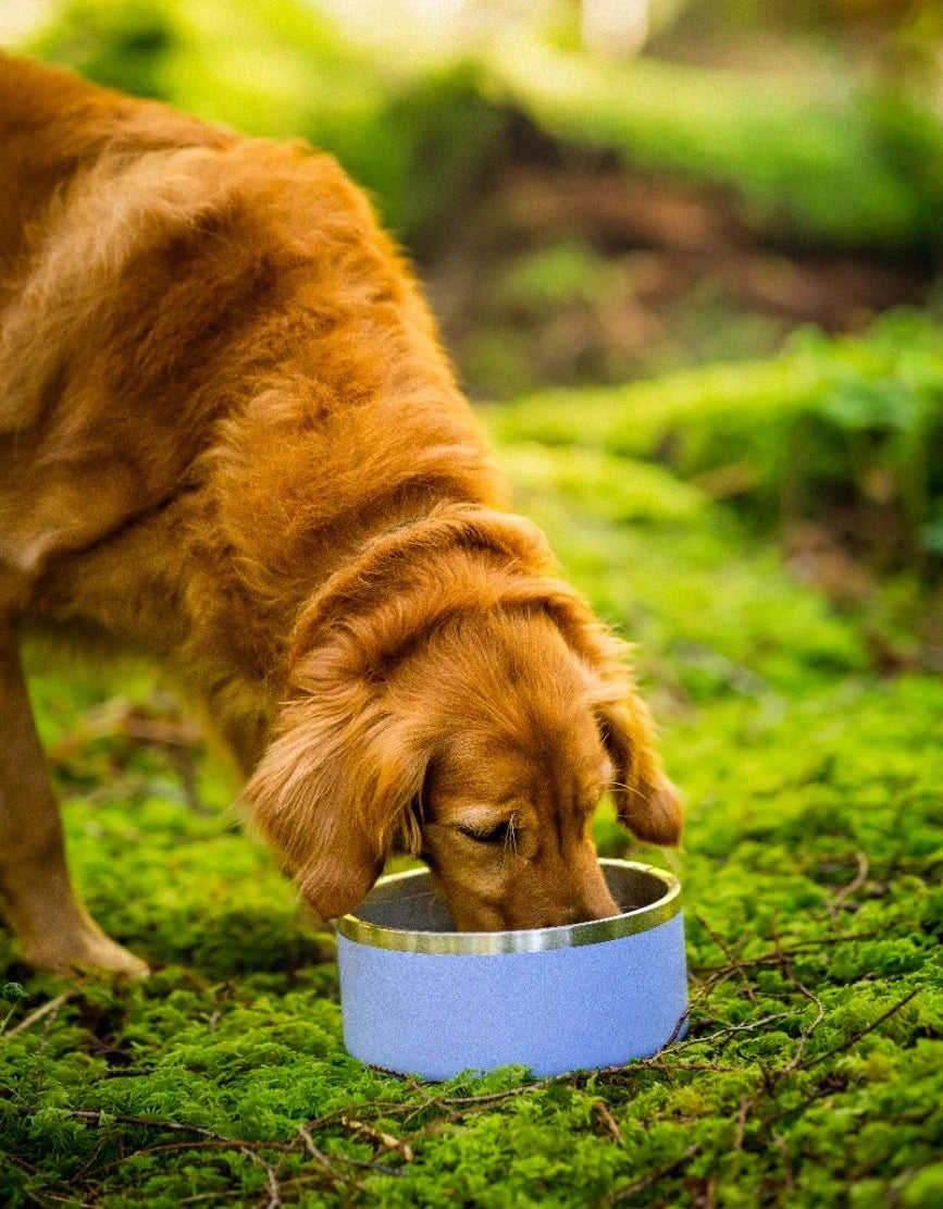 Stainless Steel Dog Bowl