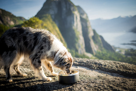 3 Pack Dog Bowl Bundle